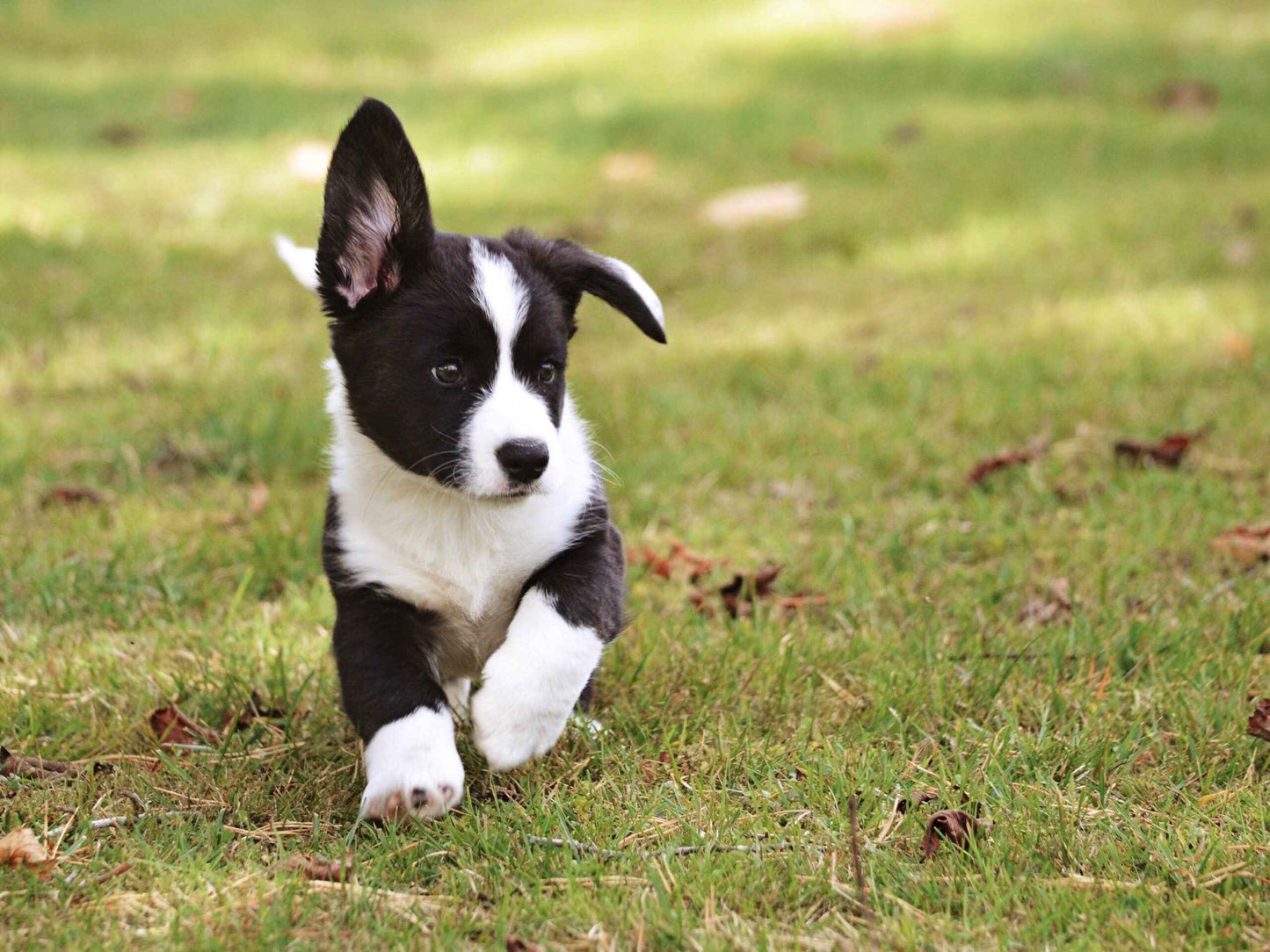 Rookies Puppy dog training causal sessions Saturday Benowa ( Invite only)