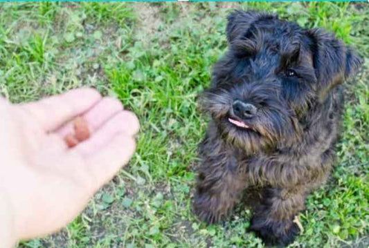 Minor paws class 2 of 2 + Benowa Saturday 8am weekly enrolment available start anytime