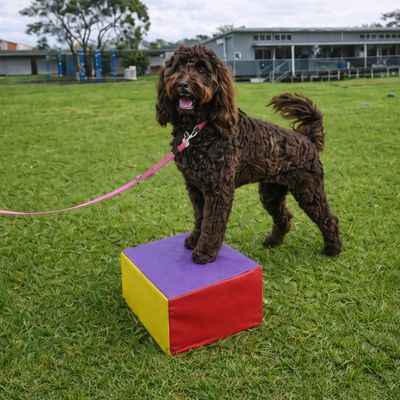 MINI Minor foundation class for 4 month olds + Benowa